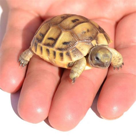 5 Important Things to Consider in Tortoise Pet Care | 귀여운 동물, 동물