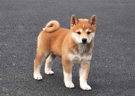 Basenji Shiba Inu Mix | PETSIDI