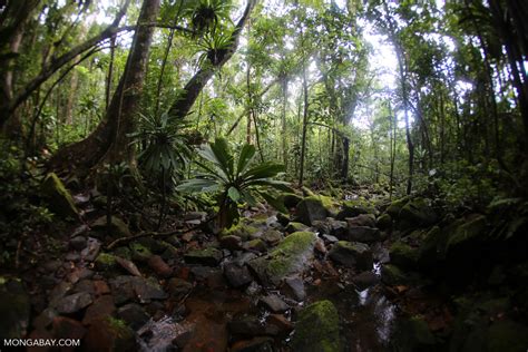 Deforestation-neutral mining? Madagascar study shows it can be done ...