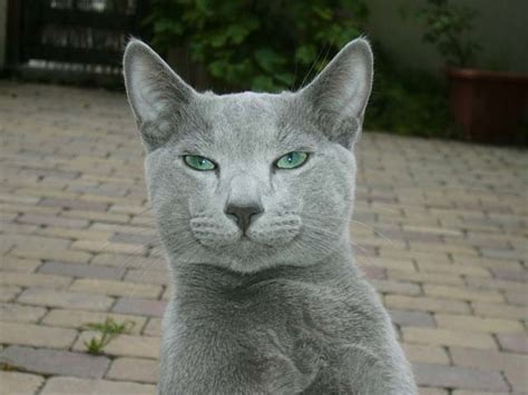 File:Russian Blue cat.jpg - Wikipedia