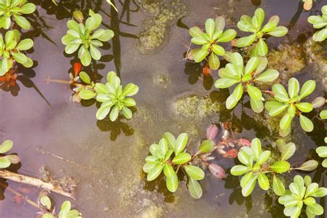 Wetland plants stock image. Image of water, pond, pretty - 32344439