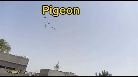 kabotar hi kabotar | beautiful kabotar | pigeon corner | Kabotar baz ...