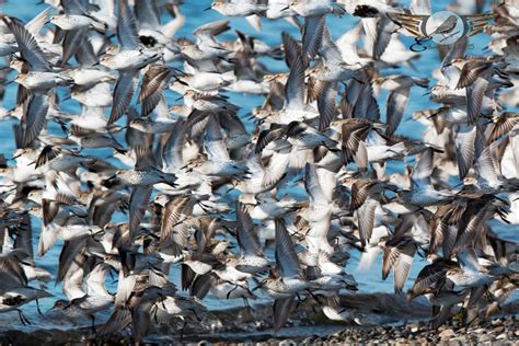 Sandpiper Migration | Shutterbug