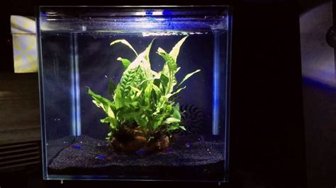 Neon tetra small aquarium - YouTube