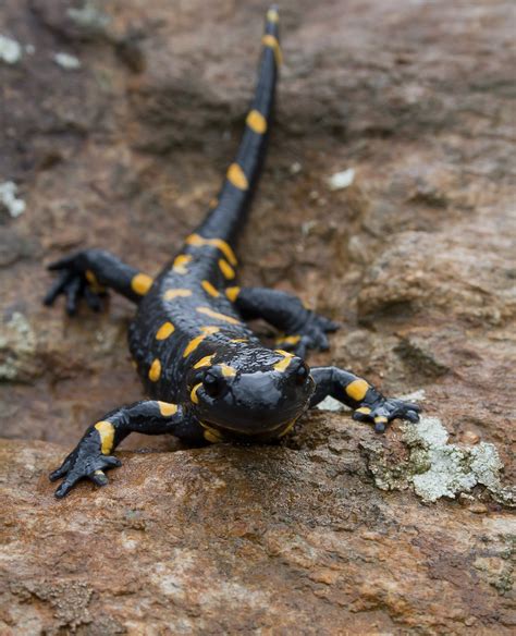 Fire salamander Free Photo Download | FreeImages