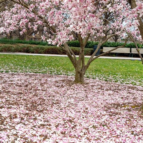 How big do magnolia trees get? 🌳 🌸 Growth expectations by species