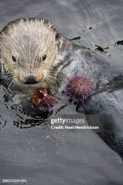 Sea Otter Sea Urchin Photos and Premium High Res Pictures - Getty Images