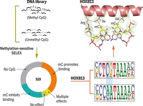 Impact of cytosine methylation on DNA binding specificities of human transcription factors | Science