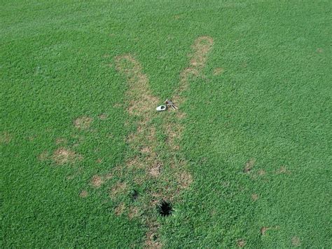 Turfgrass disease updates for golf courses: Not All Pythium Diseases ...