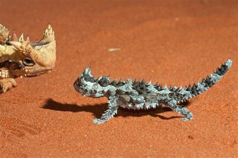 Thorny Devil Hatches at Alice Springs Desert Park - ZooBorns