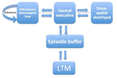 Working Memory Model | Psychology | tutor2u