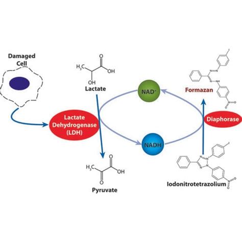 LDH Cytotoxicity Assay FAQs