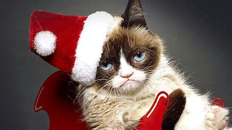 Lifetime's 'Grumpy Cat' Movie Trailer is Here & It's Really Grump-Tastic — VIDEO