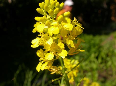 Brassica nigra | The inflorescence is a panicle of spicate b… | Flickr