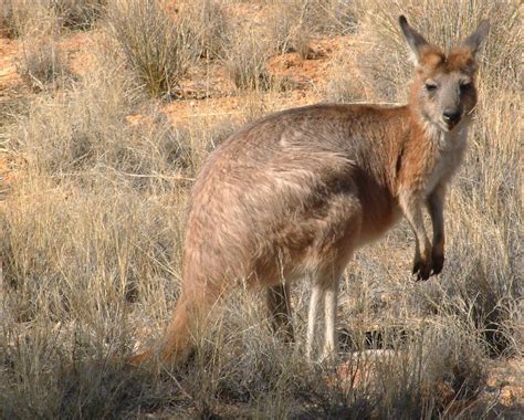 Macropodidae - Définition et Explications