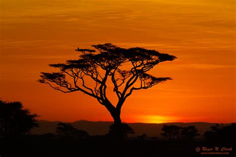 Sunset on the Serengeti | We Heart It