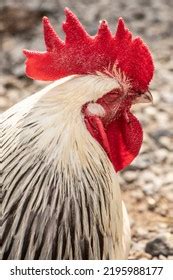 Denizli Rooster Royalty-Free Images, Stock Photos & Pictures | Shutterstock