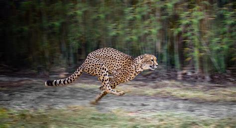 Can A Human Outrun A Cheetah? - WorldAtlas