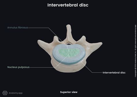 Annulus Fibrosus Ear