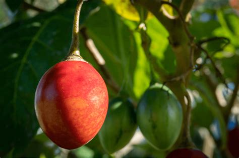 Plant Seeds Shop | Buy Organic Tamarillo Seeds | Tree Tomato Fruit