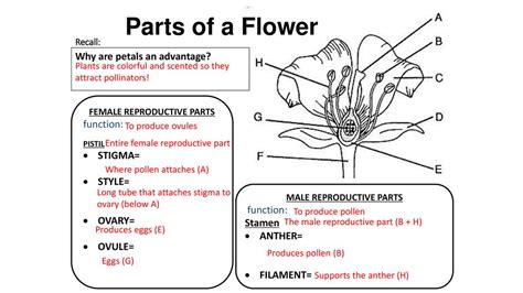 Parts Of A Flower, Their Structure And Functions With, 47% OFF