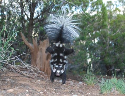 Pepé Le New: Meet the acrobatic spotted skunks of North America ...