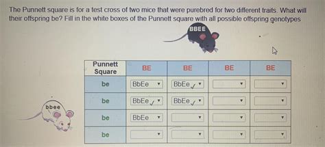 The Punnett square is for a test cross of two mice that were purebred ...