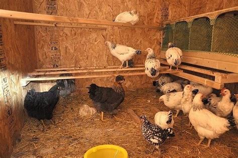 Chicken Roosts: Why It’s Important to Your Hens | Chicken roost, Chicken coop, Chickens backyard