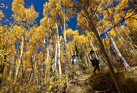 Colorado’s vibrant fall foliage offers more than visual splendor and an ...