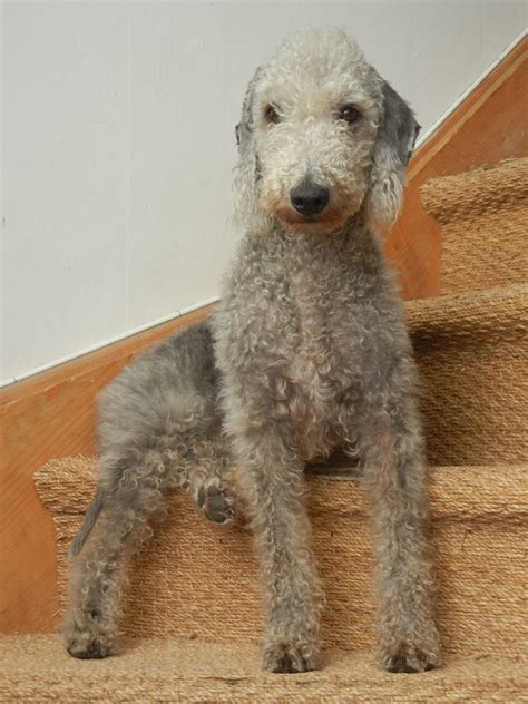 Pin by Samantha Fannin on Bello | Bedlington dog, Bedlington terrier ...