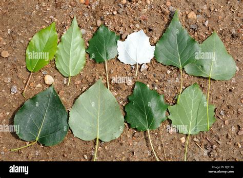 Poplar trees leaves hi-res stock photography and images - Alamy