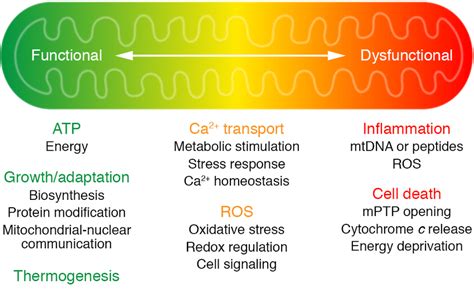 An overview of mitochondrial function in health and disease ...