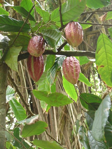 Polynesian Produce Stand : ~20~Theobroma Cacao tree seedlings CHOCOLATE Tree 20 Pot'd Starter PLANTS