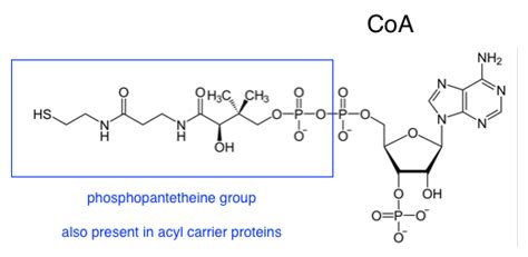 biochemistry - Do Acyl Carrier Proteins and Conenzyme A have similar ...