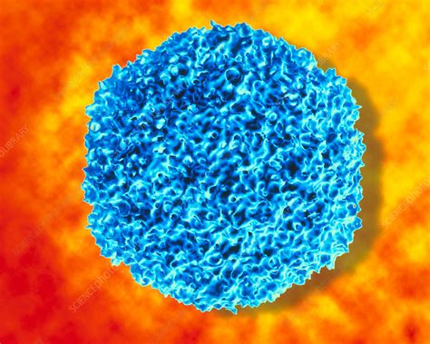 Rhinovirus - Stock Image - M055/0241 - Science Photo Library