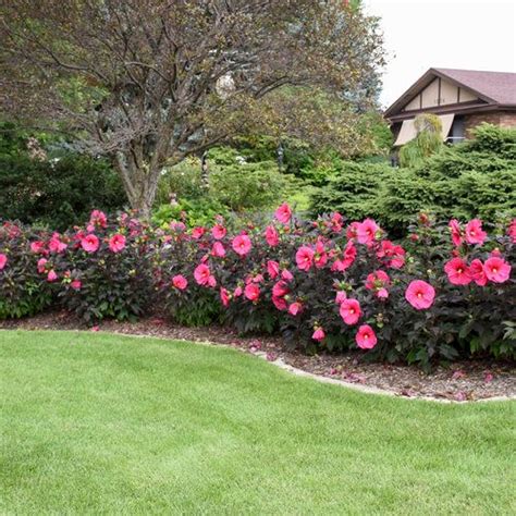 Summerific® 'Evening Rose' - Rose Mallow - Hibiscus hybrid | Hibiscus garden, Garden landscaping ...