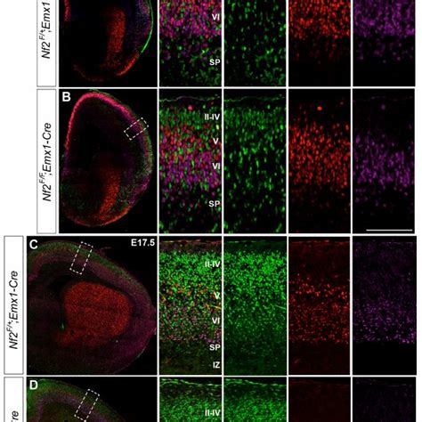 Fig. S6. The number of indusium griseum glia is transiently increased ...