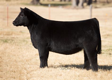 Bower/Craft Show Cattle Summer Born Heifer Sale | The Pulse