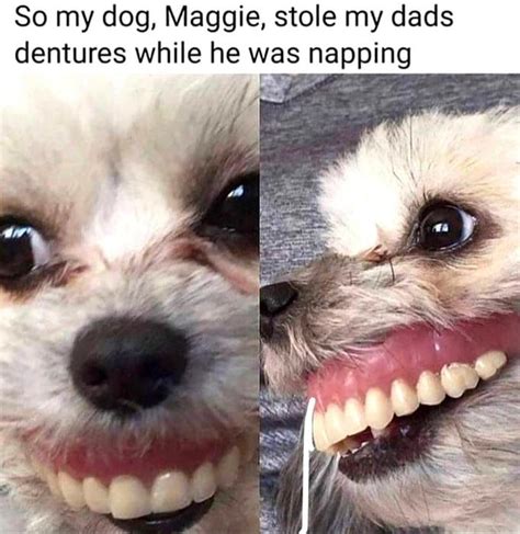 /r/oddlyterrifying denture dog | Dogs | Know Your Meme