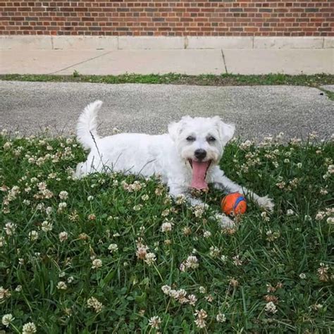 Types of Schnoodle Colors: Photo Gallery & Complete Guide