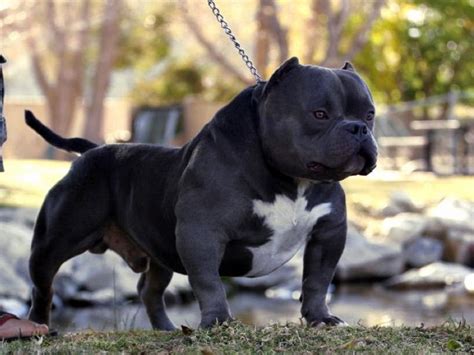 Mini Blue Nose Pitbull | puppiesgallery.xyz | Bully breeds dogs, Pitbull dog breed, Bully dog