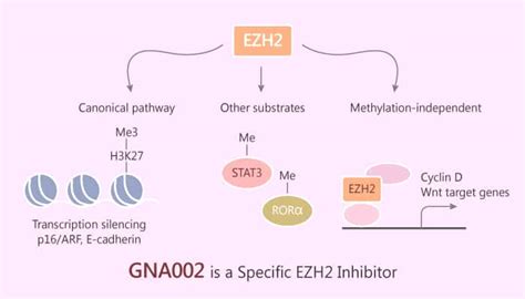 GNA002, a Specific EZH2 Inhibitor, Suppresses H3K27Me3 and Effectively ...