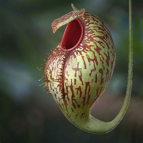 Carnivorous plant | Autodesk AREA | Carnivorous plants, Pitcher plant, Weird plants