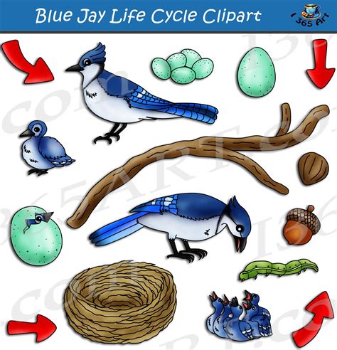 Blue Jay Life Cycle #Clipart Set #Download - #Graphics by Clipart 4 ...