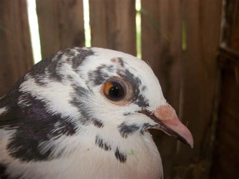 Is this a hybrid dove and pigeon??? | BackYard Chickens - Learn How to Raise Chickens