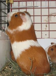 “Cuy” Guinea Pigs