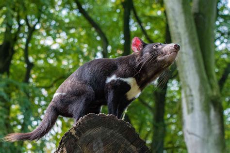 9 Enlightening Facts About Tasmanian Devils