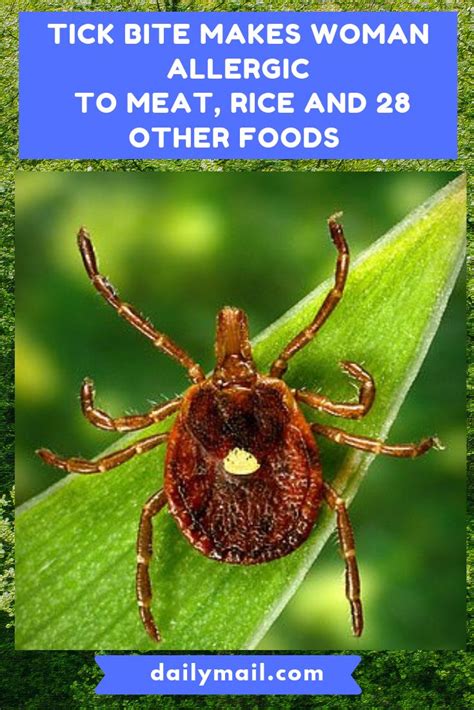 Missouri woman says lone star tick bite gave her a severe meat allergy | Tick bite, Ticks, Allergies