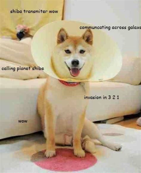 Doge Meme: The Best of Doge