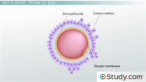 Zygote Formation | Overview & Process - Video & Lesson Transcript ...